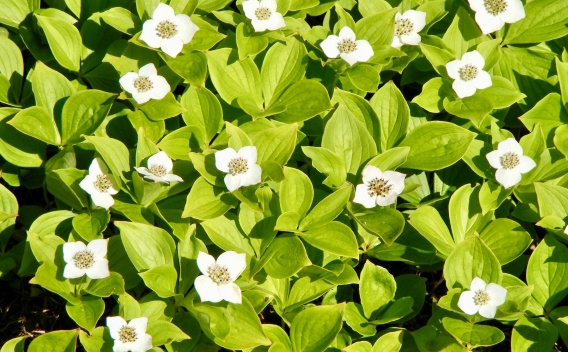 Bunchberry with small white flowers dotted among its leaves