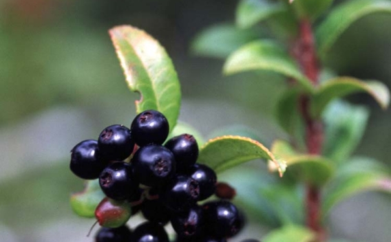 Cluster of dark berries on Evergreen Huckleberry shrub