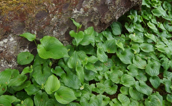 Bed of green heart shaped leaves of False Lily-of-the-valley