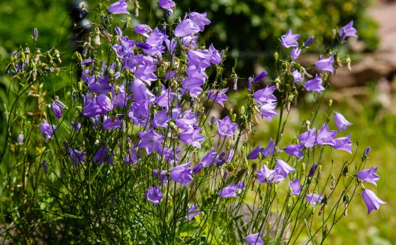 Delicate purple blooms and foliage of harebell
