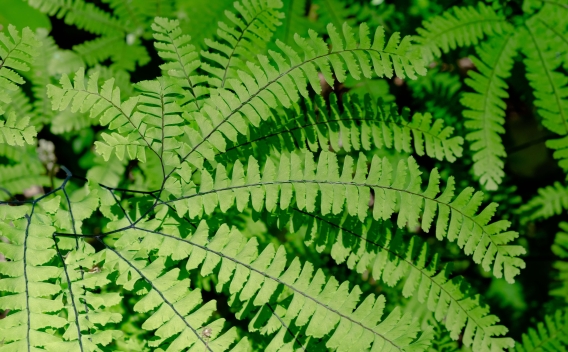 Radiating fronds of a maidenhair fern