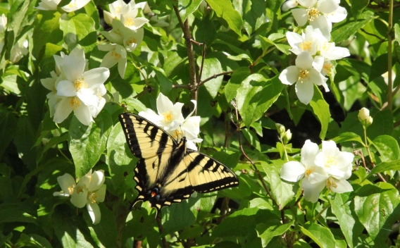A butterfly sits among light yellow blossoms of Mock Orange shrub