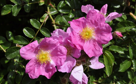 Nootka rose shrub in bloom with delicate pink petals and yellow center