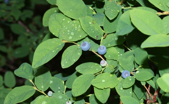 Oval-leaved blueberry in berry