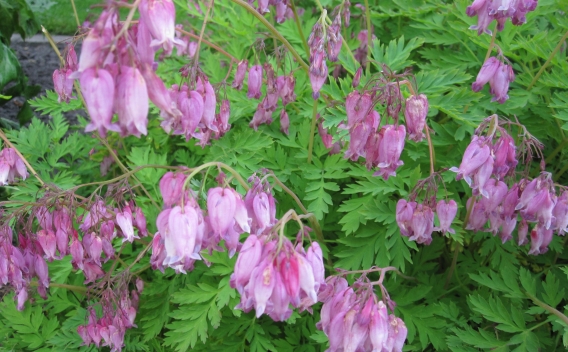 Bunches of delicate pink blooms hang on pacific bleeding heart forb.