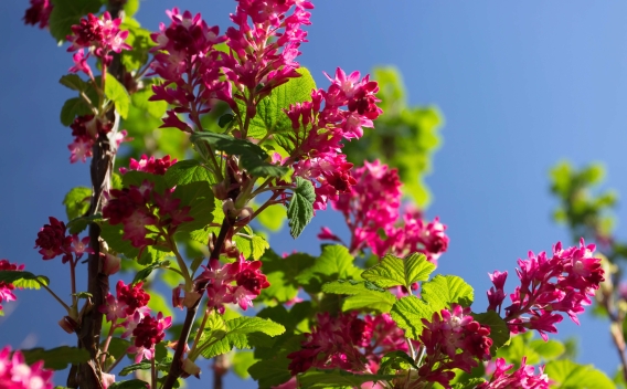 Red-flowering current shrub with bunches of small red blooms