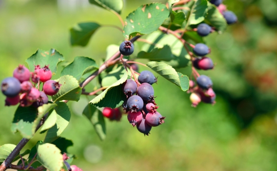 Saskatoon berry shrub with bunches of ripening purple and pink berries