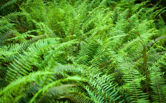 Bed of sword ferns