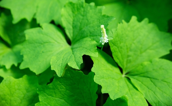 Vanilla leaf forb with delicate white flower peaking up between broad leaves