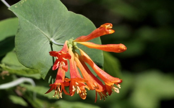 western honeysuckle