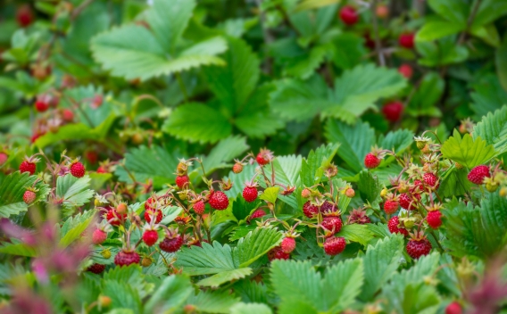 Woodland strawberry forb bursting with many tiny red berries