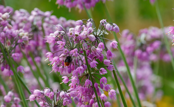 Nodding onion 