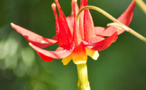 Red columbine 