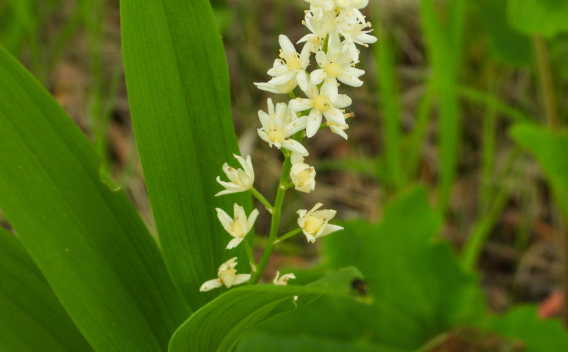 Sar-flowered Solomon's seal 