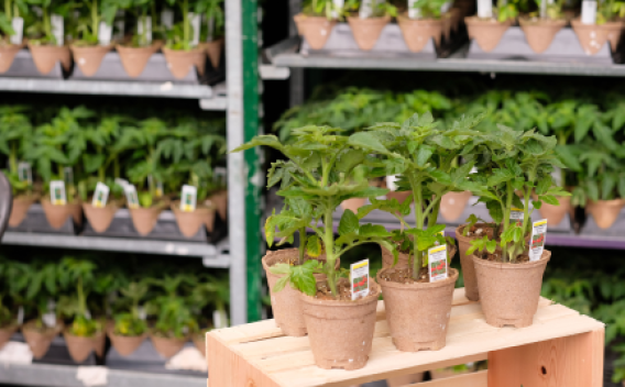 Shelves displaying many small potted tomato plants.